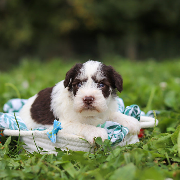 Albie - Available 10/8