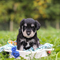 Aldo - Available 10/8