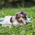 Belle - Available 10/8