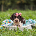 Birdie - Available 10/8