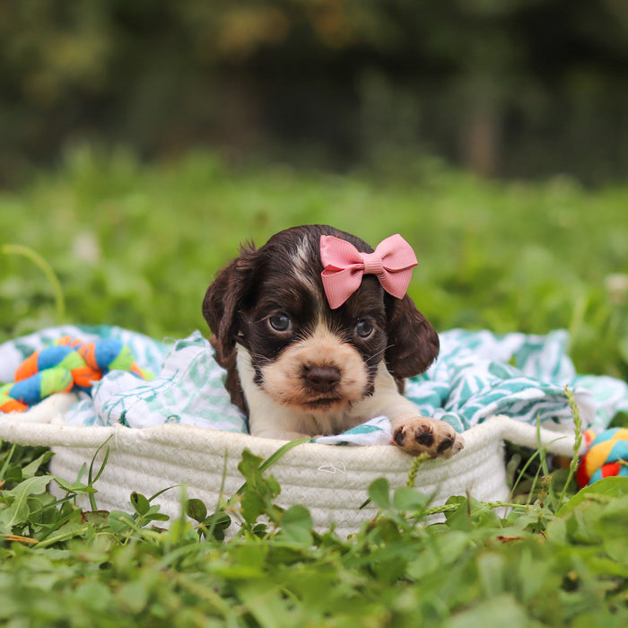 Birdie - Available 10/8