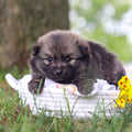 Blake - Available 10/15