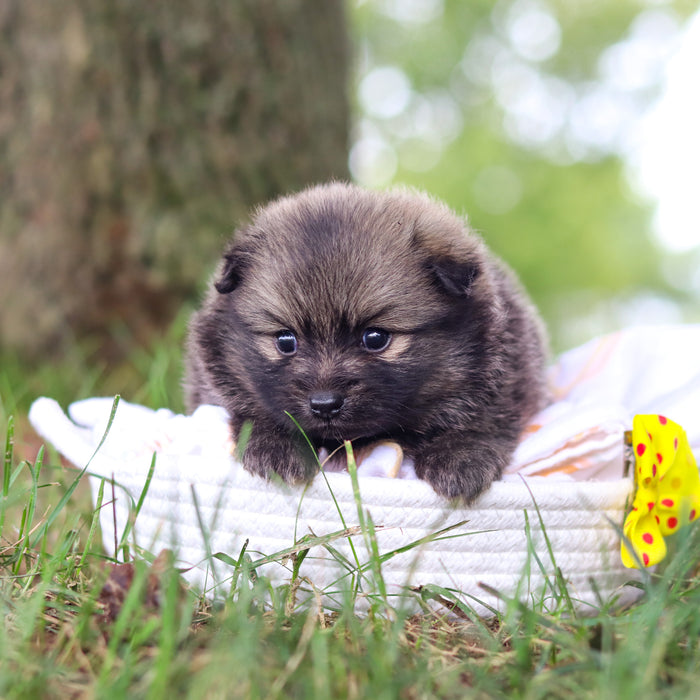 Blake - Available 10/15