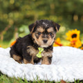 Bodie - Available 10/8