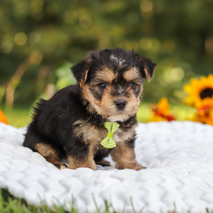 Bodie - Available 10/8