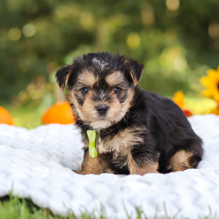 Bodie - Available 10/8