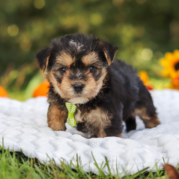 Bodie - Available 10/8