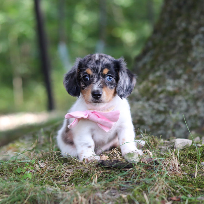 Bonnie - Available 9/24