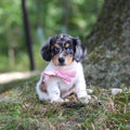 Bonnie - Available 9/24