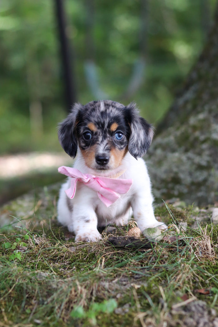 Bonnie - Available 9/24