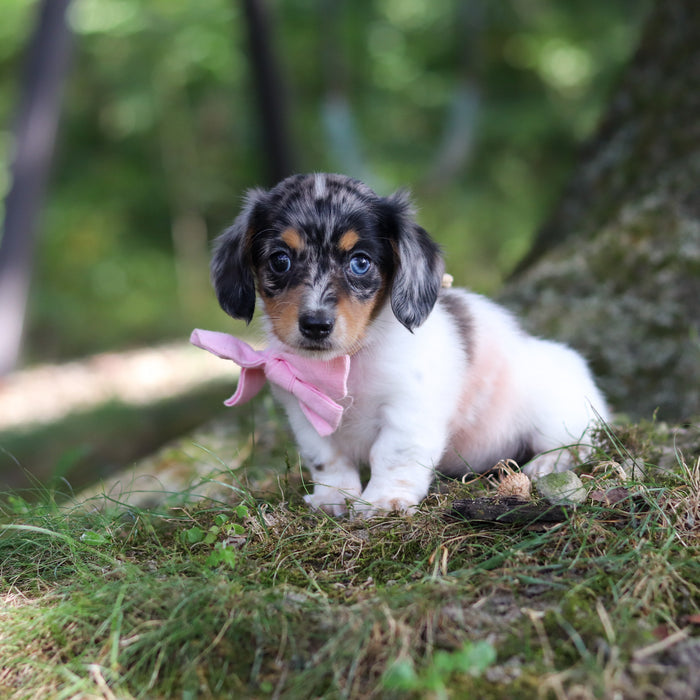 Bonnie - Available 9/24