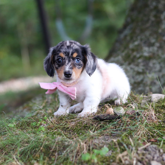 Bonnie - Available 9/24