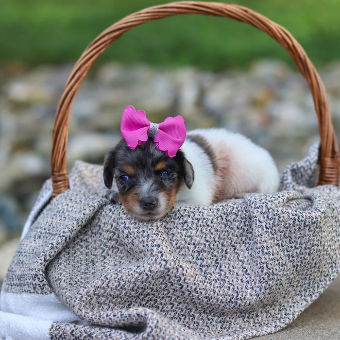 Bonnie - Available 9/24