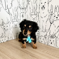 Bruno - Available Now
