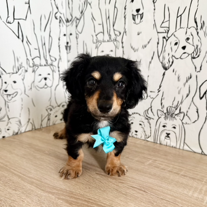 Bruno - Available Now