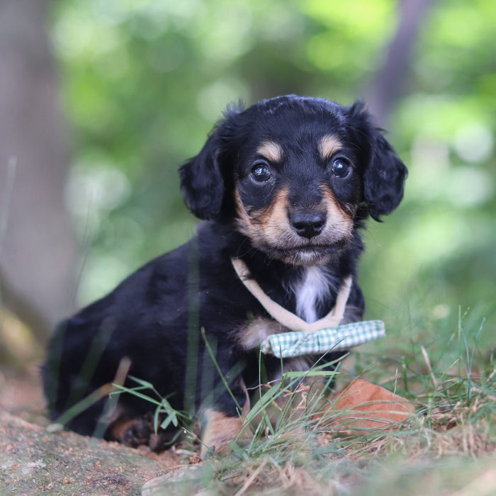Bruno - Available Now