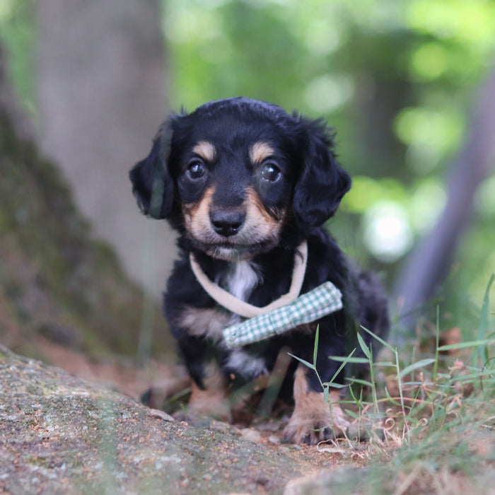 Bruno - Available Now