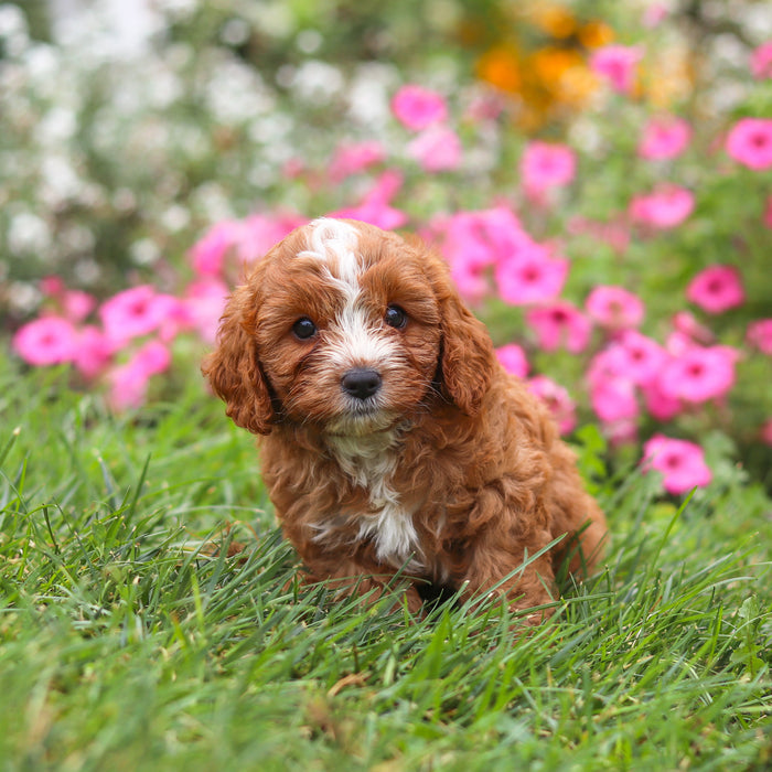Bruno - Available Now