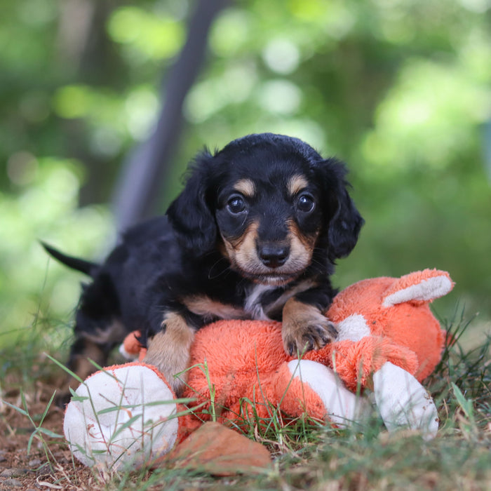 Bruno - Available Now