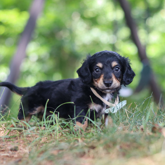 Bruno - Available Now
