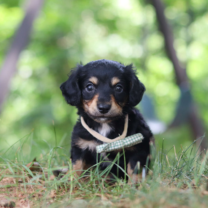 Bruno - Available Now