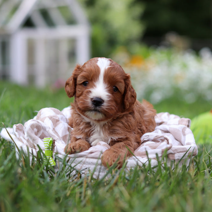 Bruno - Available Now