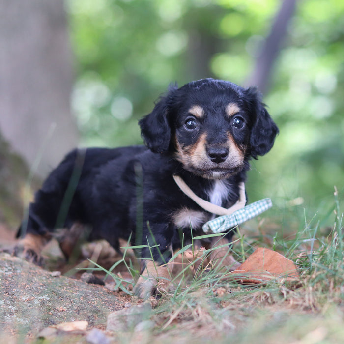 Bruno - Available Now