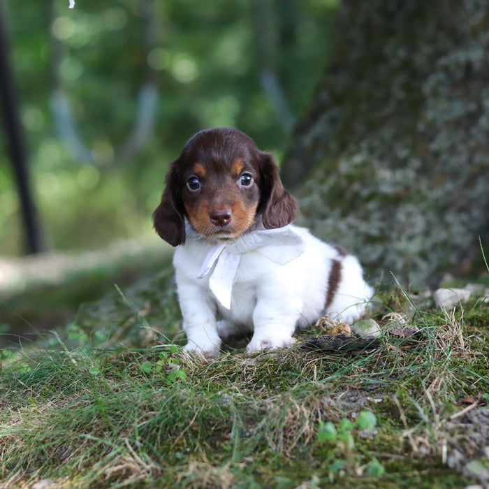 Brutus - Available 9/24