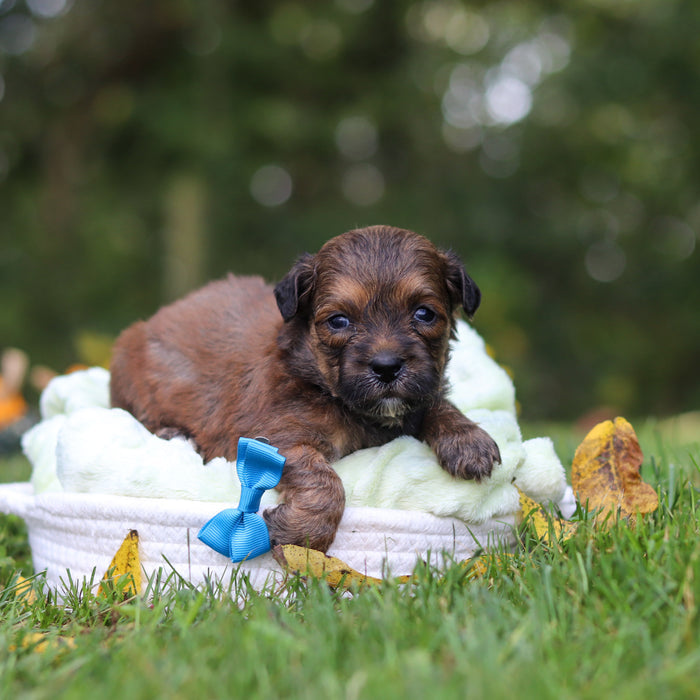 Caden - Available 10/15