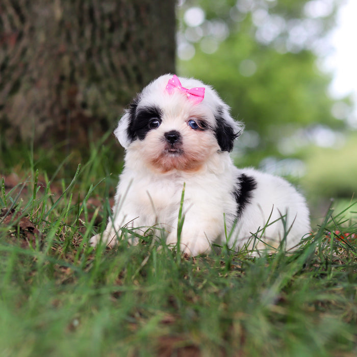 Cammie - Available 9/24