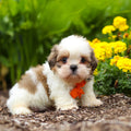 Carlton - Available 9/24