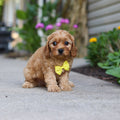 Chandler - Available 9/24