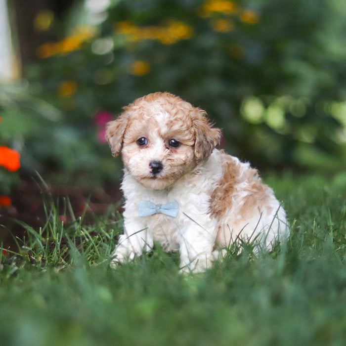 Chaney - Available Now