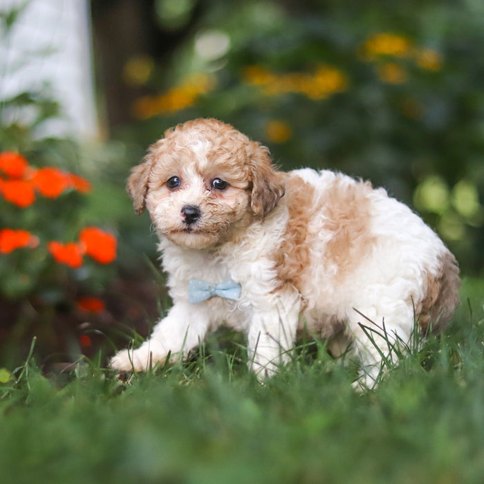 Chaney - Available Now