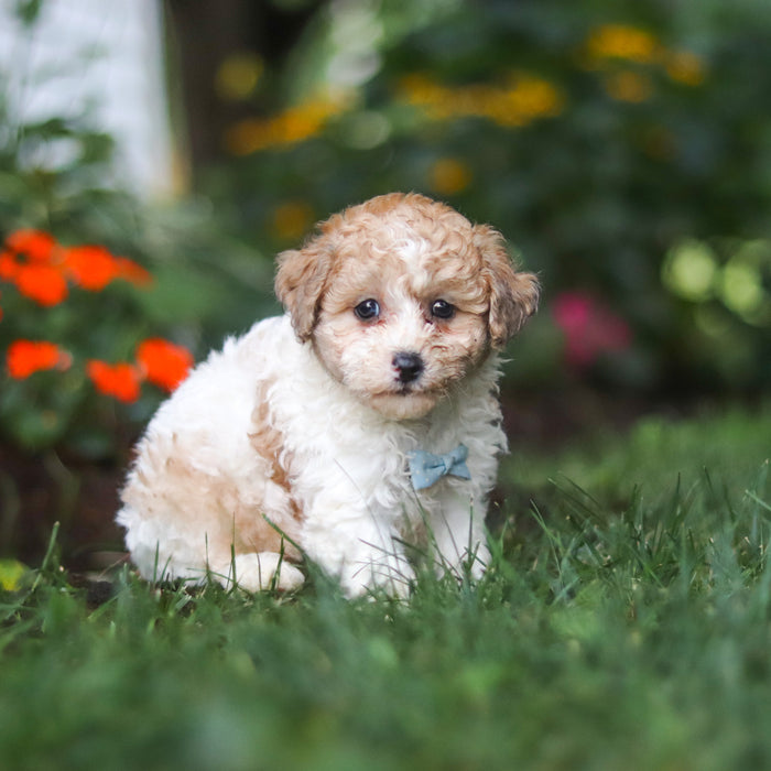 Chaney - Available Now