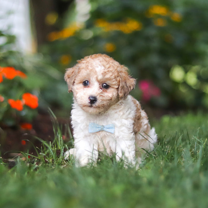 Chaney - Available Now
