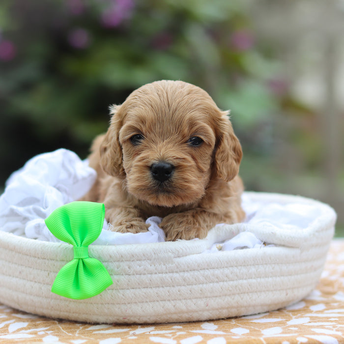 Chauncey - Available 9/24