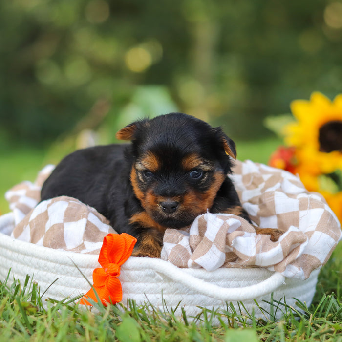 Cheddar - Available 10/22