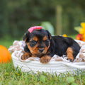 Cherie - Available 10/22