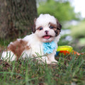 Chester - Available 9/24