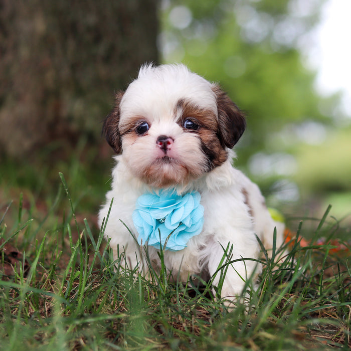 Chester - Available 9/24