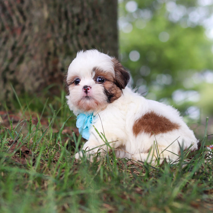 Chester - Available 9/24