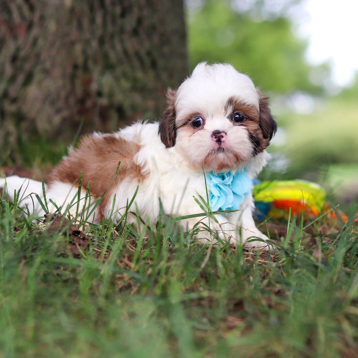 Chester - Available 9/24