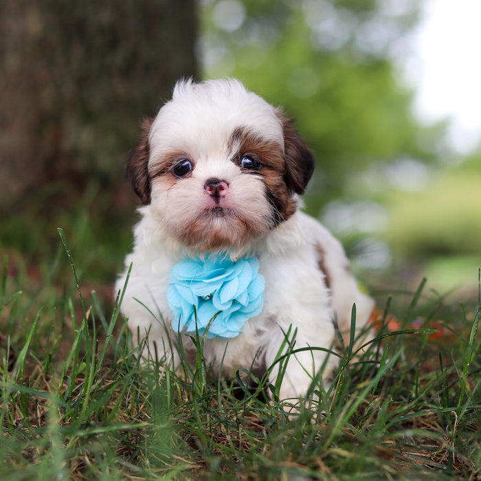 Chester - Available 9/24