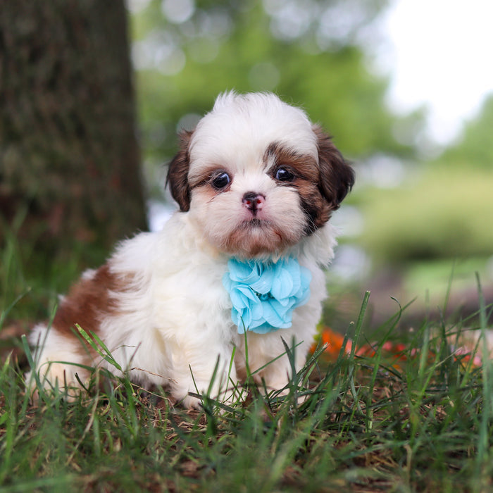 Chester - Available 9/24