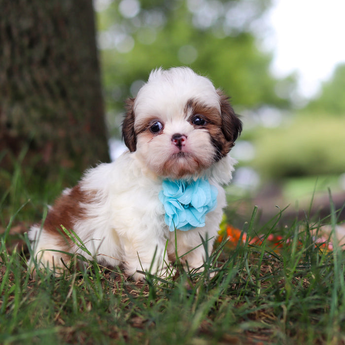 Chester - Available 9/24