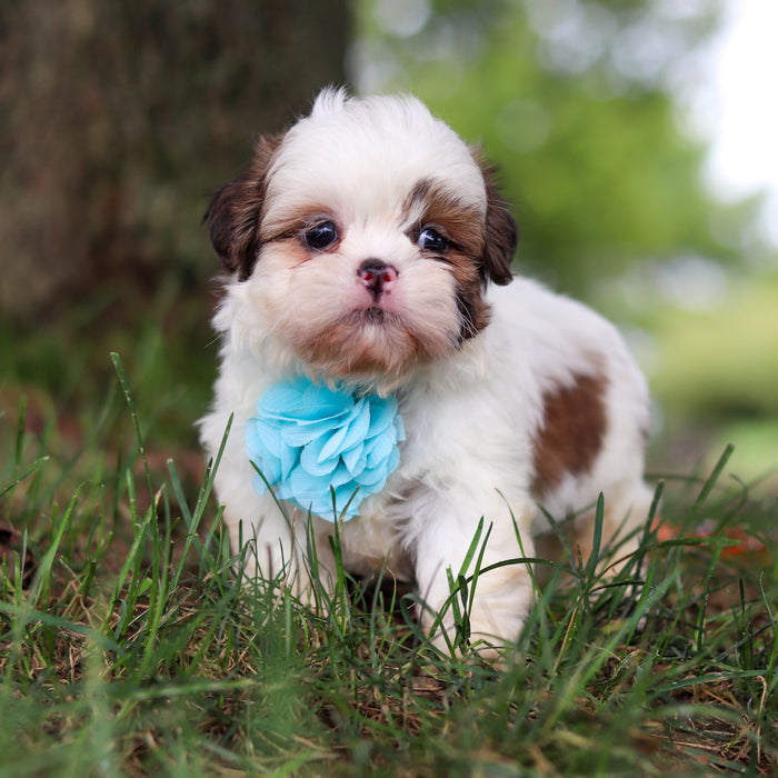 Chester - Available 9/24
