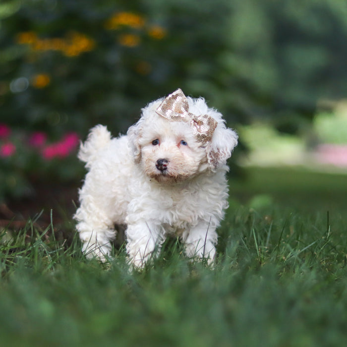 Chloe - Available Now
