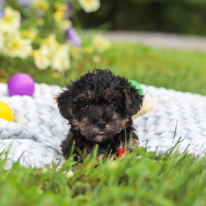 Chopper - Available Now