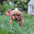 Churro - Available 9/24